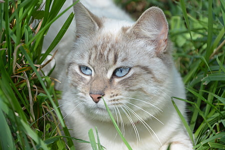 кішка, котячих, тварини, домашніх тварин, трави, вуса, домашньої кішки