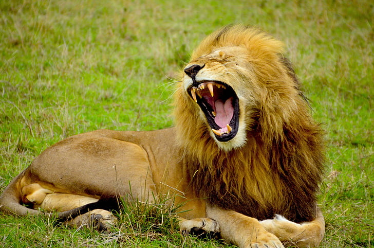 Lev, muž, zvíře, volně žijící zvířata, Afrika, Safari, řev