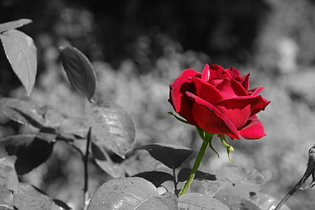 rose, blossom, bloom, red rose