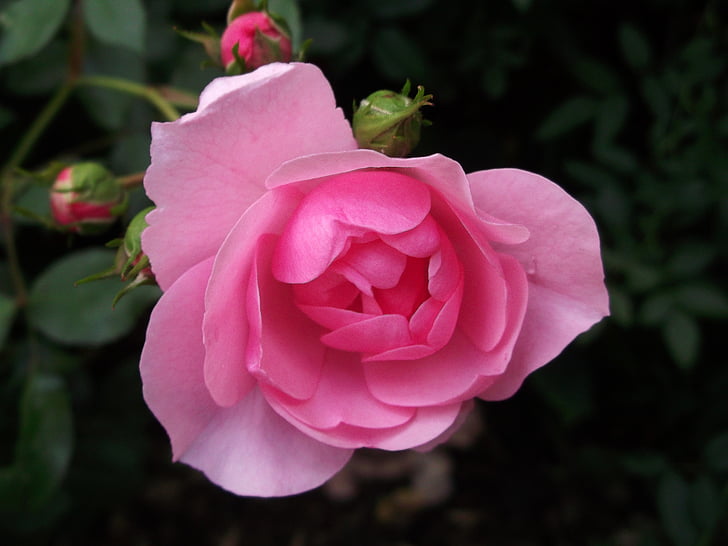 levantou-se, -de-rosa, jardim rosas, natureza, cor-de-rosa, planta, pétala