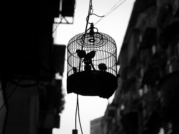 animals, birds, black-and-white, cage, pets, silhouette