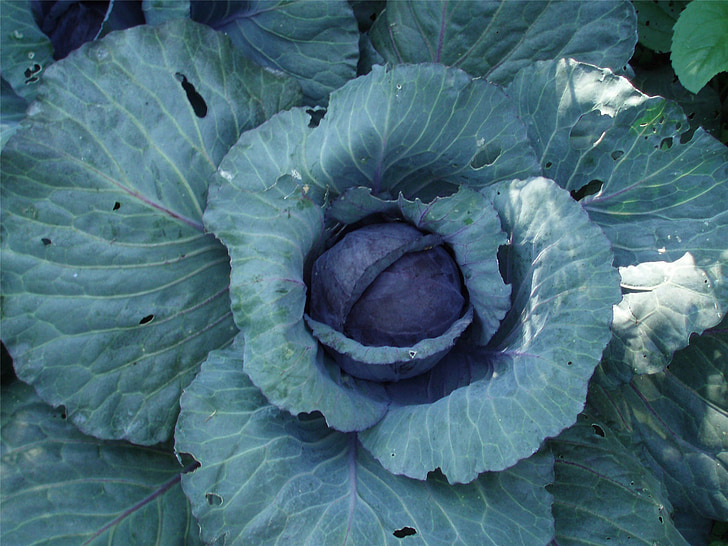 cabbage, vegetable, garden, fresh, organic, healthy