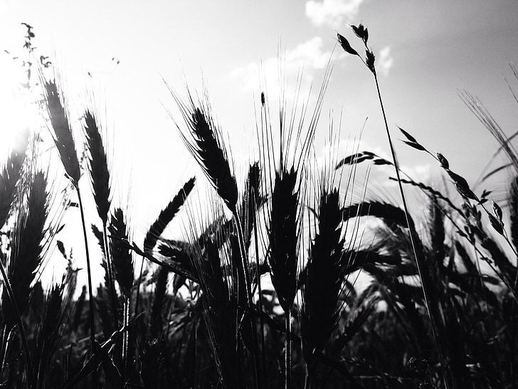 cereales, campo de trigo, oído, grano