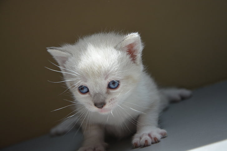 kitten, cat, eyes, blue, look, animals, hair