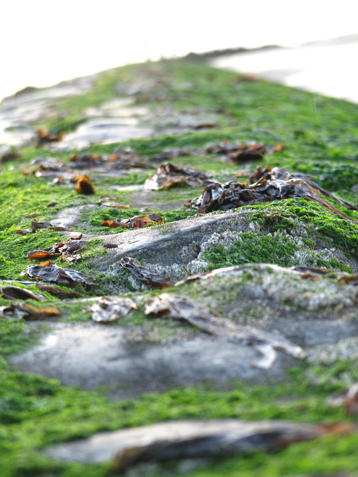 Moss, distancia, naturaleza, mar, piedra