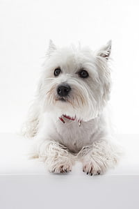Hund, Tier, Haustier, Westi, West Highland White terrier, Terrier, weiß