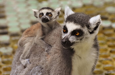 aap, Lemur, schattig, Mama, kind, jonge dier, äffchen