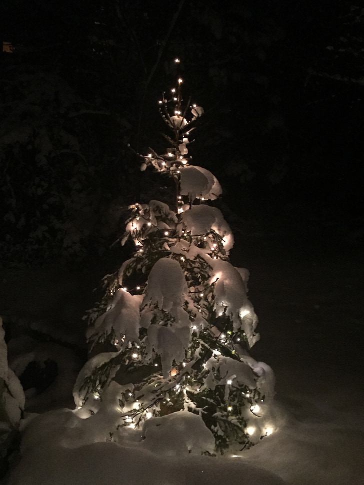 božično drevo, sneg, osvetljeni, božič, okraski, dekoracija, pojav