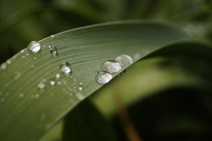 einfach Wasser einfüllen, Regentropfen, nach dem Regen, Regen, Laub, Grün, Natur