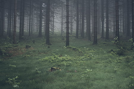 floresta, floresta, árvores, natureza, escuro, nebuloso, névoa