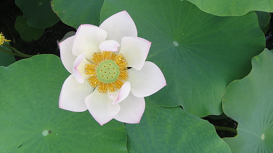 white lotus flower, pistil, lotus leaf, petal, lotus, water plant, pond