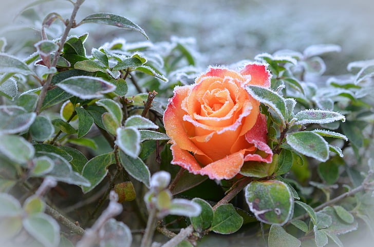 Rose, Frost, pozimi, čarobno zimsko, narave, slana, zamrznjeni