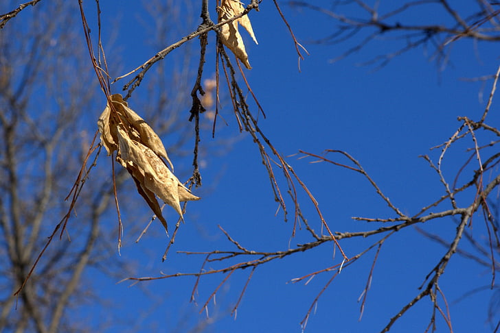 tree, leaf, sky, nature, outdoor