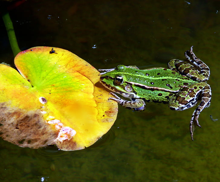 frog, water frog, lily pad, pond, garden, amphibian, nature