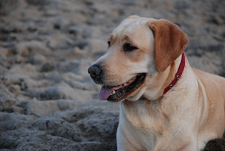 Labrador, hund, lykke, dyr, ferie, afslapning, venskab