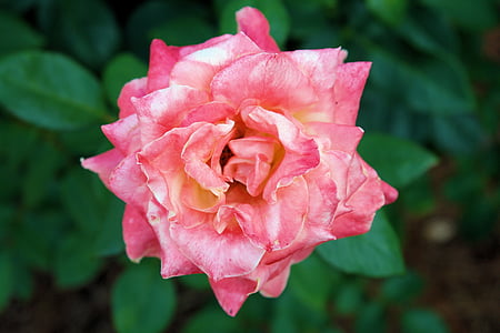 ökade, Rosa, blommig, blomma, naturen, Romance, Kärlek
