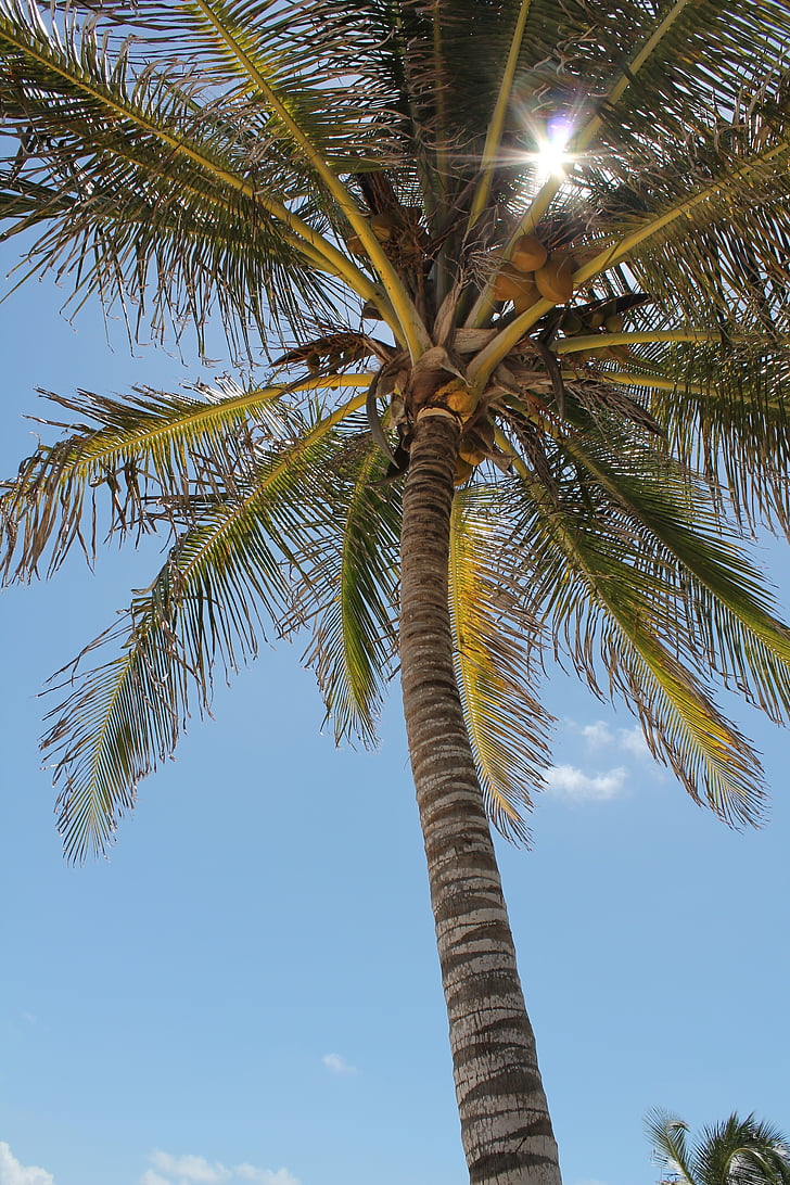 palmier, soare, cer, Costa, vara, peisaj