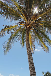 Дерево пальмы, Солнце, небо, Коста, Лето, пейзаж