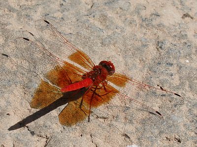 ruddy darter, red dragonfly, shadow, rock, insect, dragonfly, nature