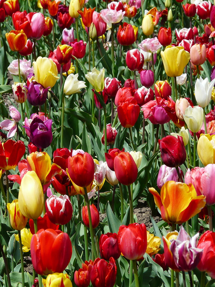 Tulipán pěstování, tulipány, tulpenbluete, květiny, Tulipán pole, barevné, Barva