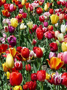 cultivo de tulipa, tulipas, tulpenbluete, flores, campo de tulipa, colorido, Cor