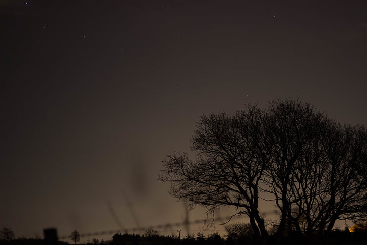 silhouette, tree, photography, night, sky, stars, trees