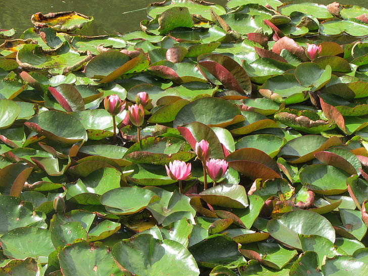 Lotus, Lily, kwiat, Jezioro, Anglia, Natura, liść
