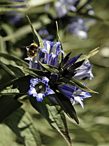 λουλούδι, αγριομελισσών-μέλισσα, έντομο