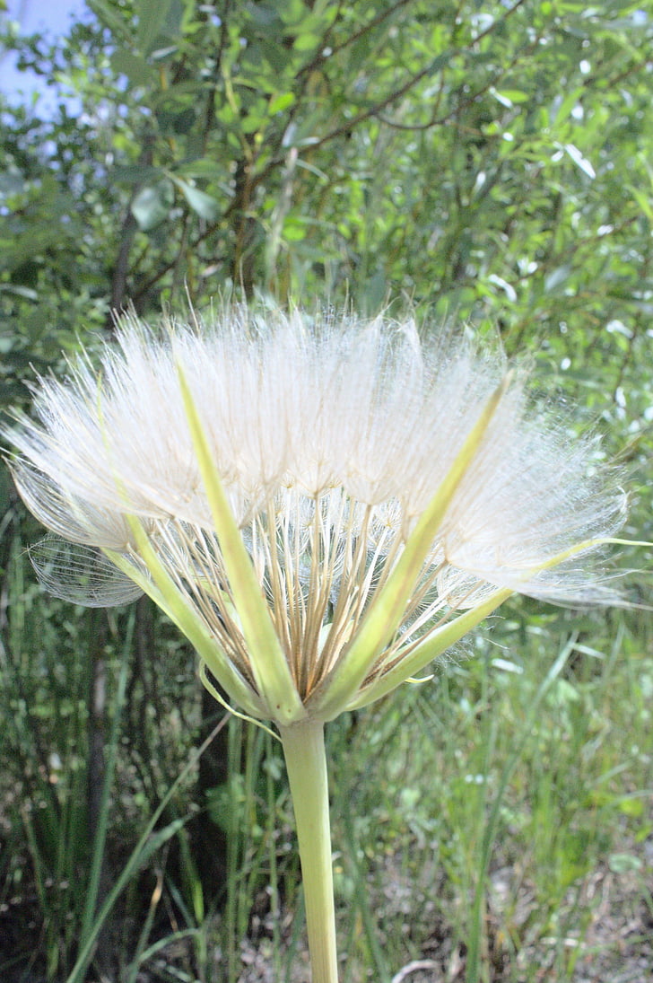 sonchus oleraceus, kasvi, lääkekasveja, Weed, yrtit, kenttä, luonnonvaraisia kukkia