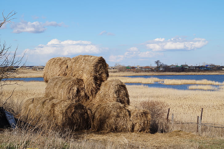 Hay, bidang, desa, alam, haymaking