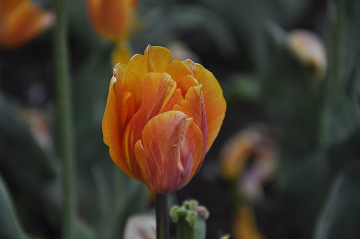 ziedi, Flora, tulpes, Burgas
