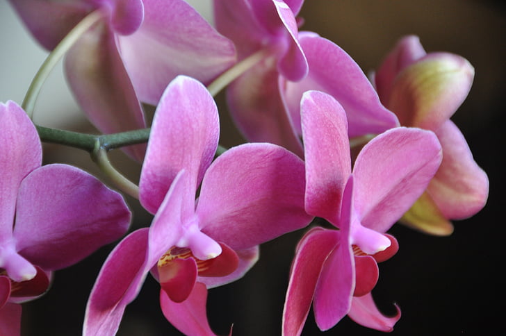 orchids, flower, pink, exotic, orchid, nature, plant