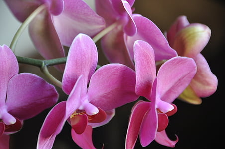 orchidee, fiore, rosa, esotici, orchidea, natura, pianta
