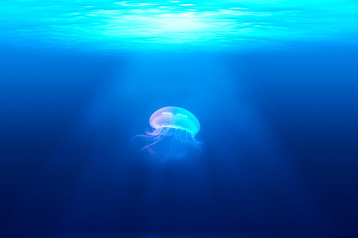 meduses, Medusa, vida silvestre, animal, sota l'aigua, Marina, l'aigua