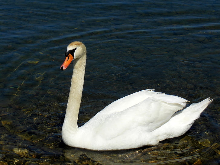 swan, lake constance, water, stones, water bird, mood, austria