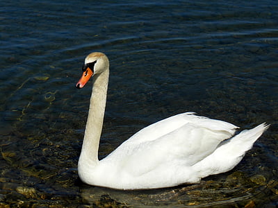 Swan, Bodensjön, vatten, stenar, vatten fågel, humör, Österrike