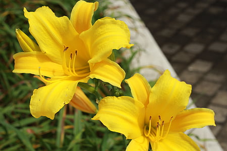 flor, planta, flor amarilla, naturaleza, flores, jardín, botón