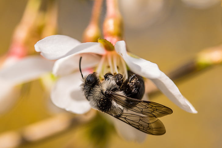 gray sandy bee, andrena cineraria, white hairy, sand bees, bee, collect nectar, nature