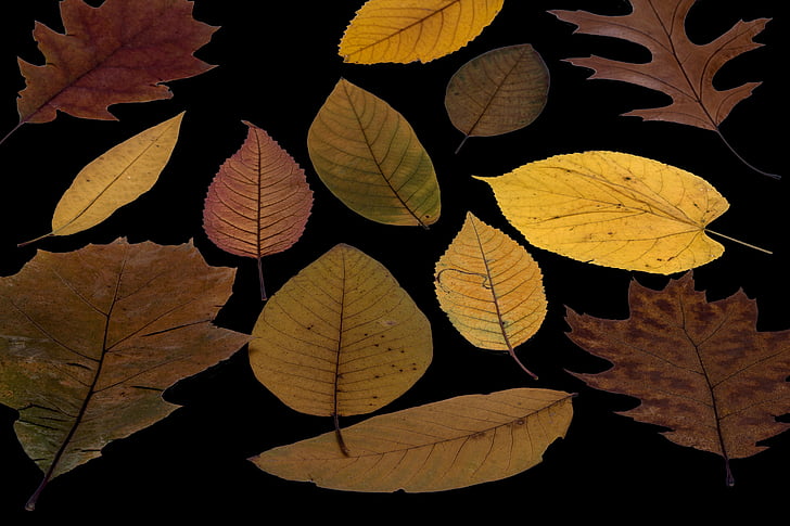 lapai, tiesa, lapai, spalvinga, sausas, sudėtis, medžių lapai, medžio lapas