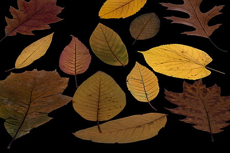 listy, vyrostlé listy, barevné, suché, složení, listy stromů, stromové listí
