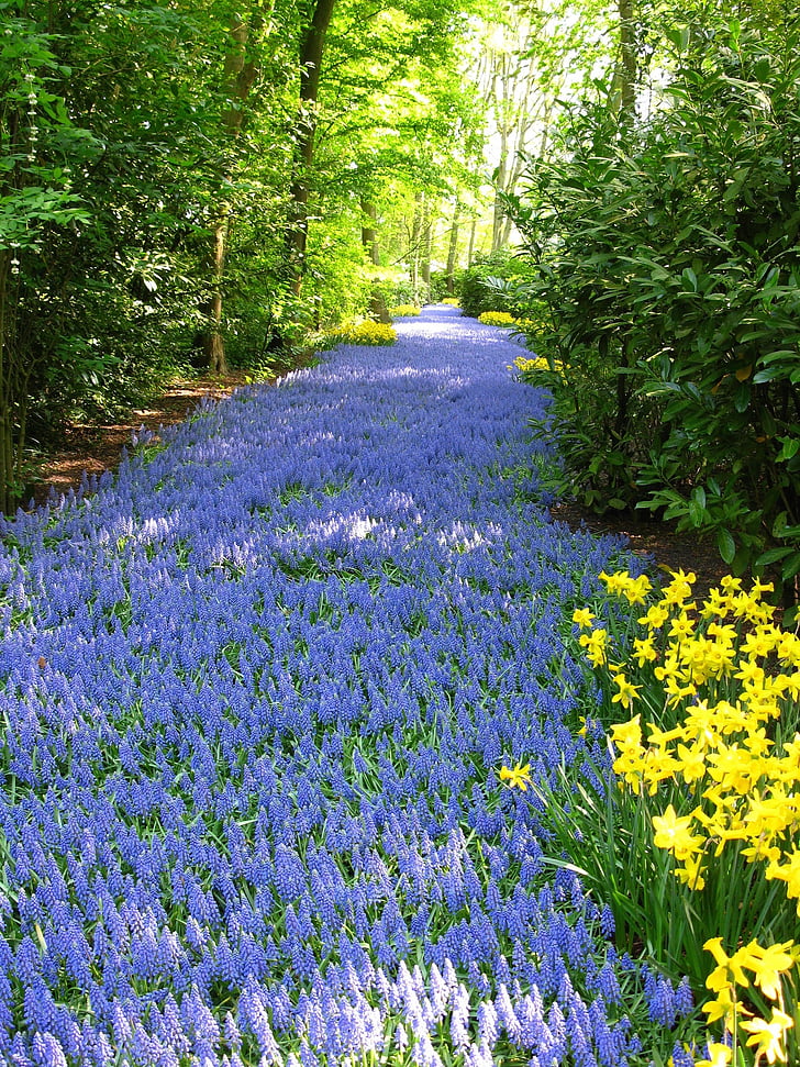 flowers, mass planting, grape hyacinth, perennial, blossoms, flora, blooming