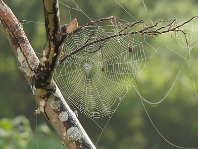 laba-laba, Web, fotografi, hari, waktu, jaring laba-laba, pohon