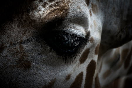 macro, shot, giraffe, eye, eyelashes, eyes, human eye