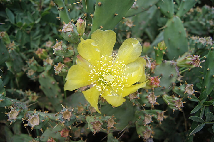 kvet kaktusu, kvitnúce žltá, Flora, citrón