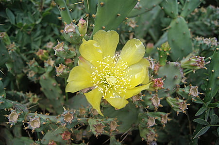 kaktus blomma, blommande gul, Flora, citron