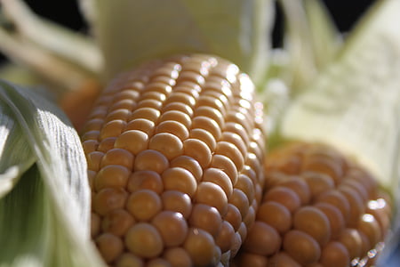 玉米棒, 玉米, 自然, 蔬菜, 食品, 秋天, 收获