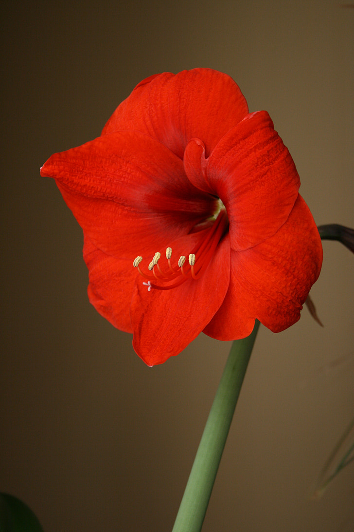 Amaryllis, Hoa, màu đỏ, nở hoa, thực vật có hoa, bóng đèn, nhị hoa