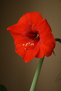 Amaryllis, blomst, rød, Bloom, blomstrende, pære, støvdrager