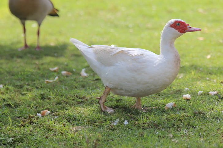 muscovy duck, life, white duck, bulbous red face, domesticated, birds