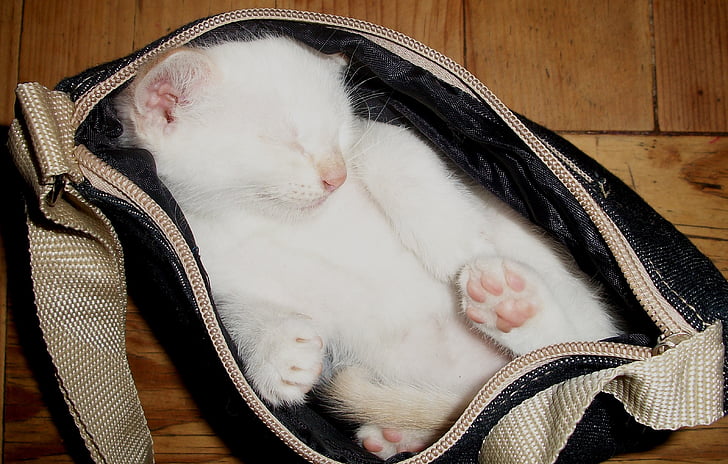mačka, mačiatko, zviera, zvieratá, Kitty, biela, taška
